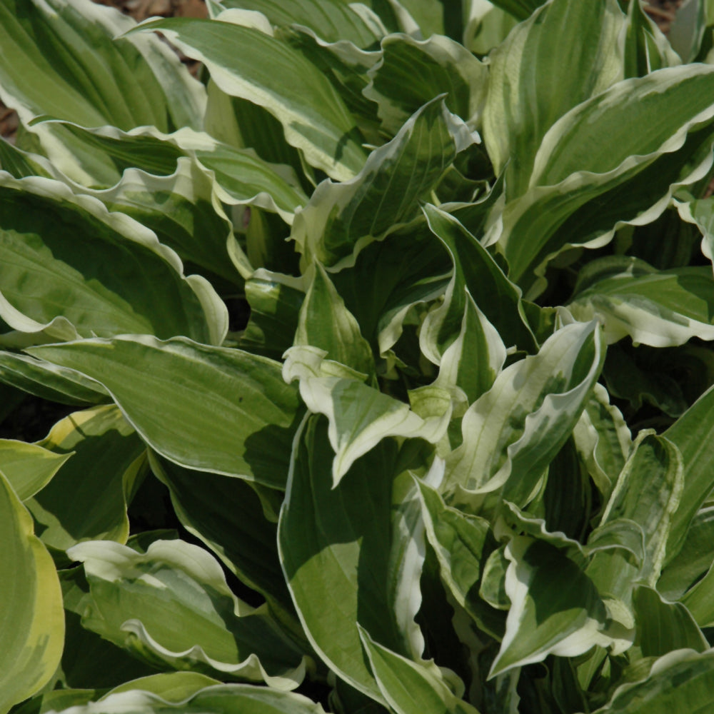 HOSTA UN ALBOMARGINATA