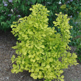 SMOKEBUSH GOLDEN SPIRIT