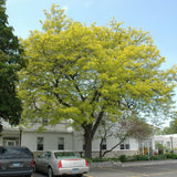 HONEY LOCUST SUNBURST