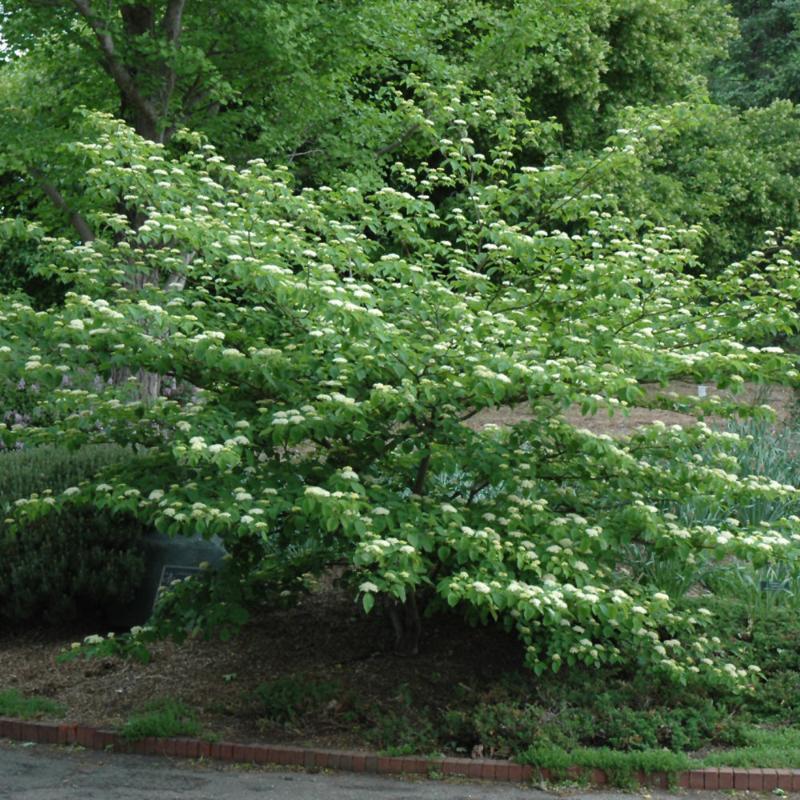 DOGWOOD PAGODA