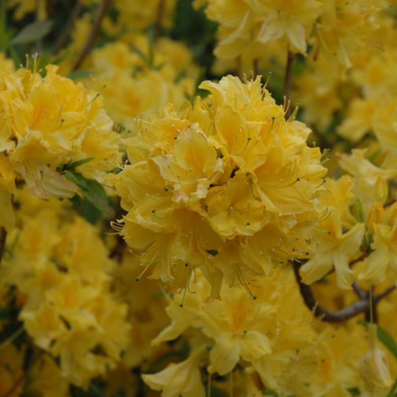 AZALEA LEMON LIGHTS