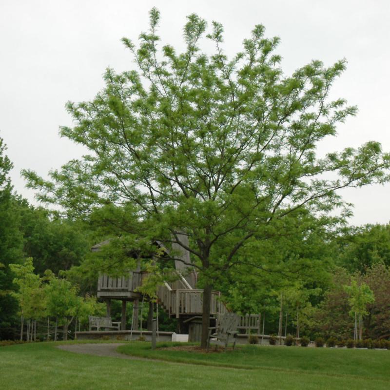 HONEY LOCUST IMPERIAL