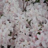 AZALEA WHITE LIGHTS