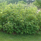 RASPBERRY FLOWERING