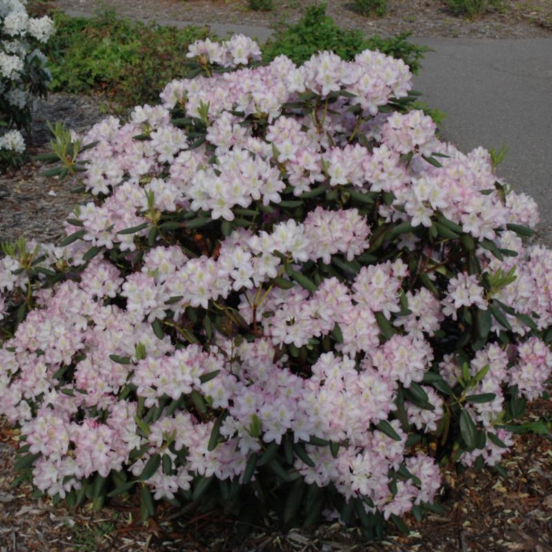 RHODODENDRON HELSINKI UNIVERSI