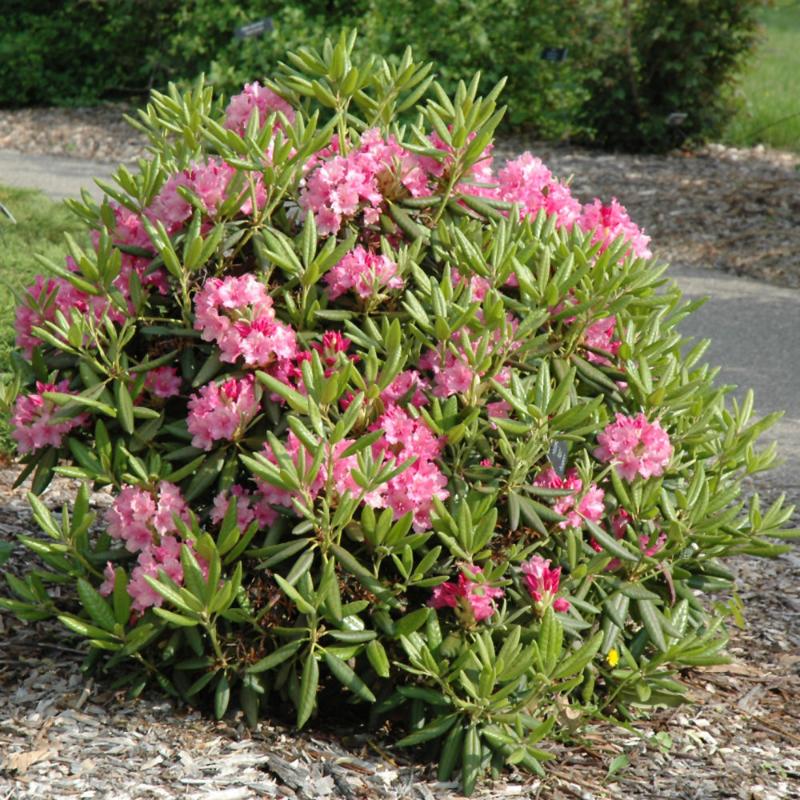 RHODODENDRON HAAGA