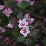 WEIGELA JAVA RED