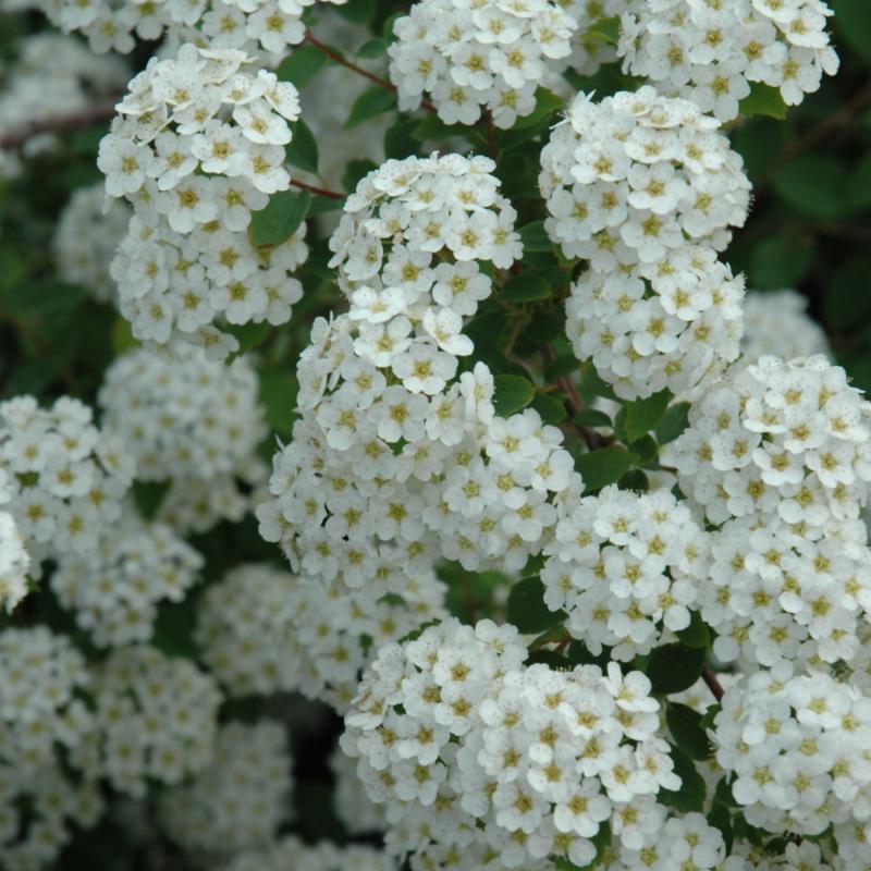 SPIREA VANHOUTTEI RENAISSANCE