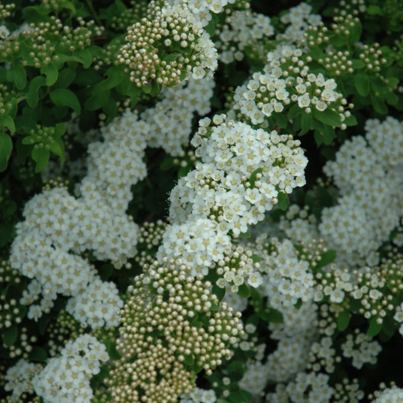 SPIREA HALWARDS SILVER