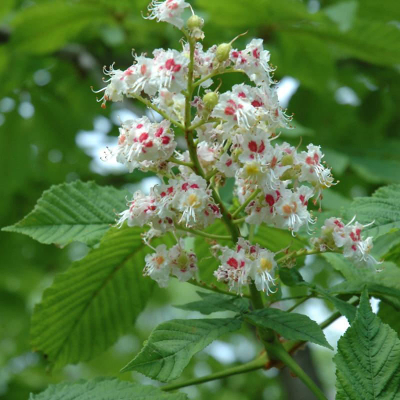 HORSE CHESTNUT COMMON