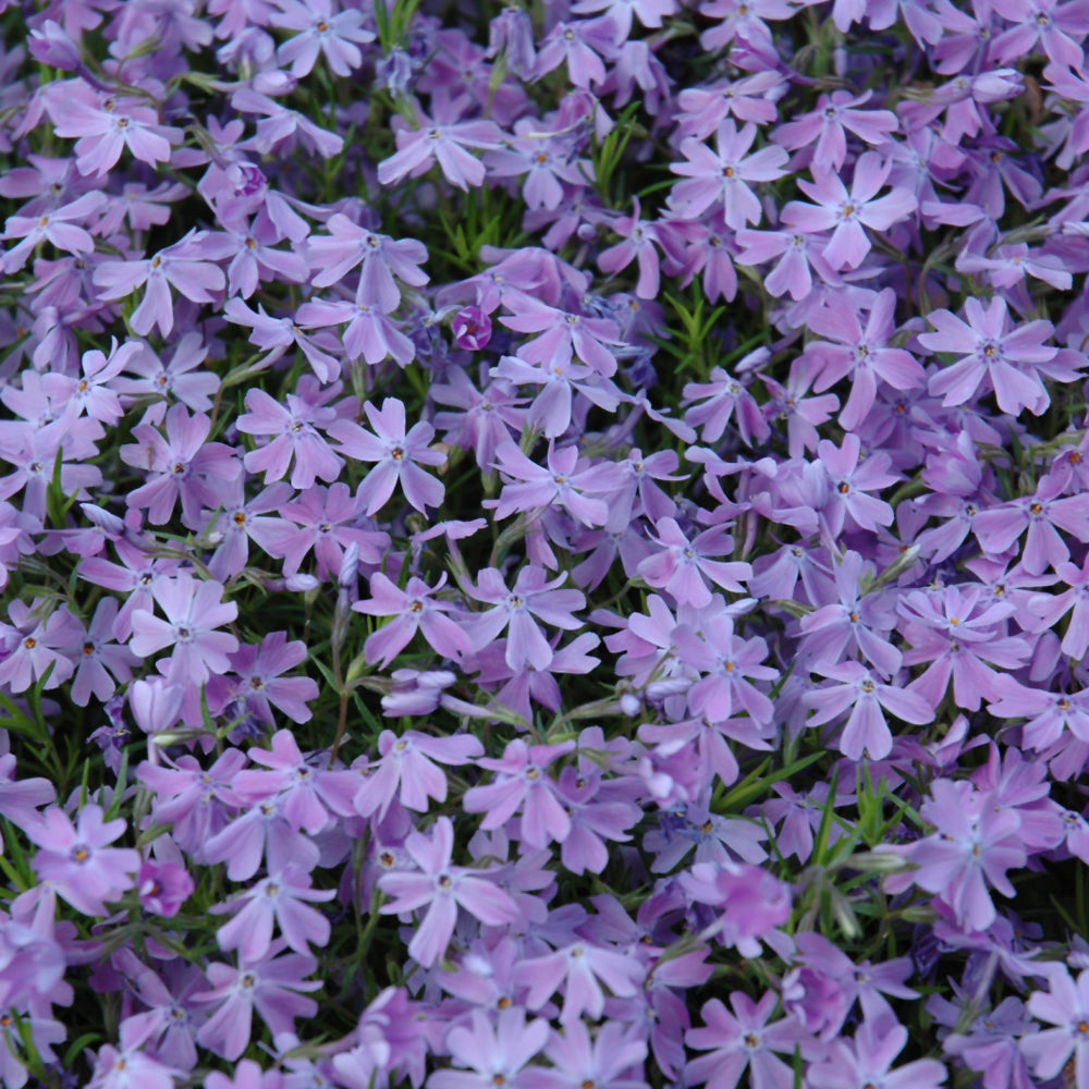 PHLOX EMERALD BLUE