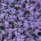 PHLOX EMERALD BLUE