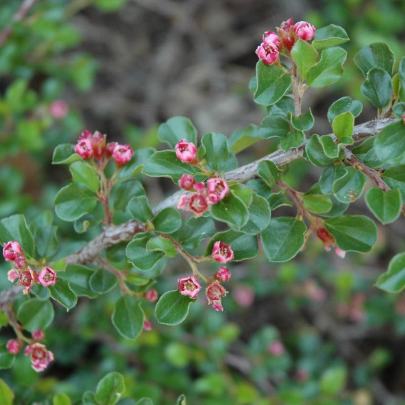 COTONEASTER TOM THUMB