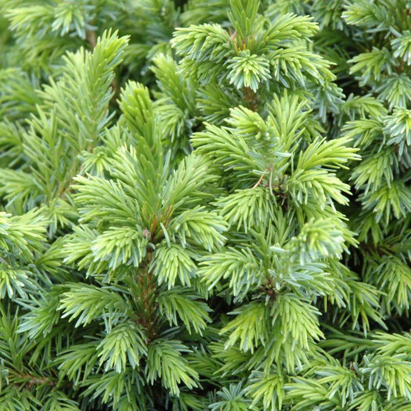 SPRUCE DWARF SERBIAN