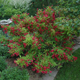 WEIGELA RED PRINCE