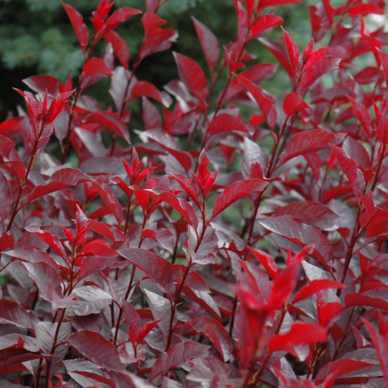 PURPLELEAF SANDCHERRY