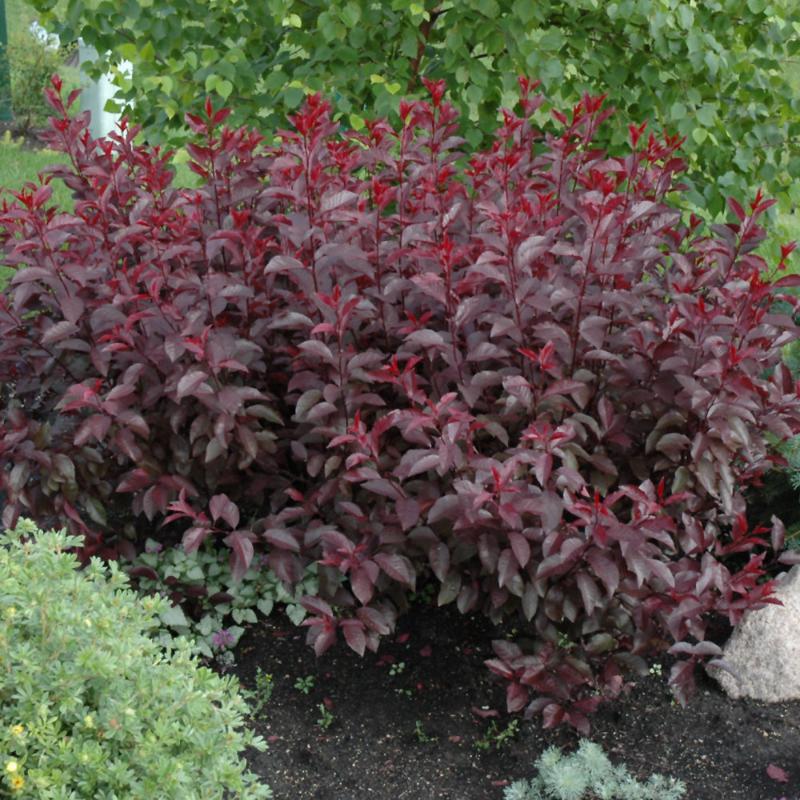 PURPLELEAF SANDCHERRY