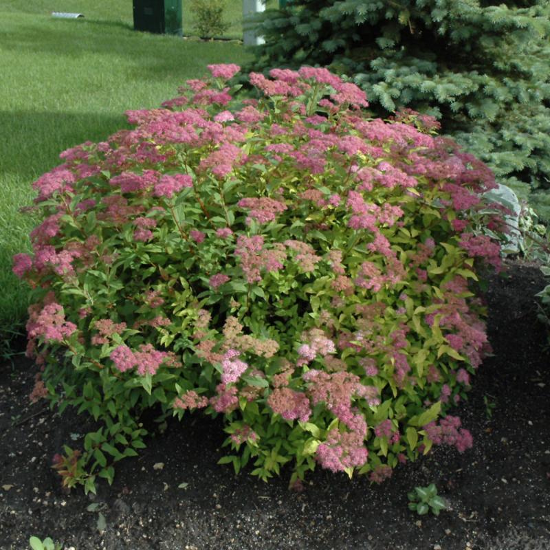 SPIREA GOLDFLAME