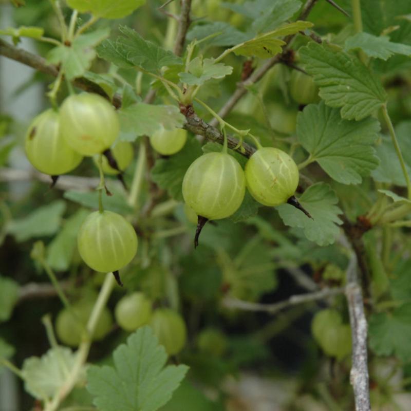 GOOSEBERRY HINNONMAKI YELLOW