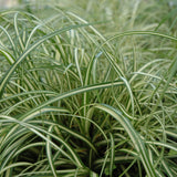 CAREX EVERGOLD