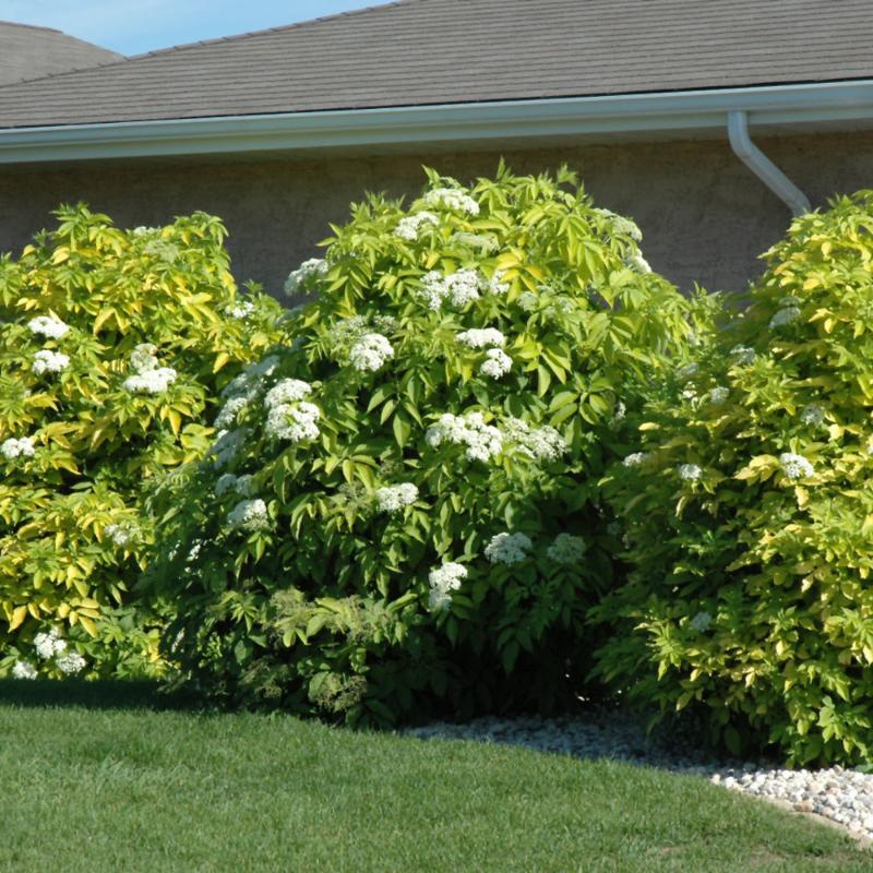 ELDERBERRY GOLDEN