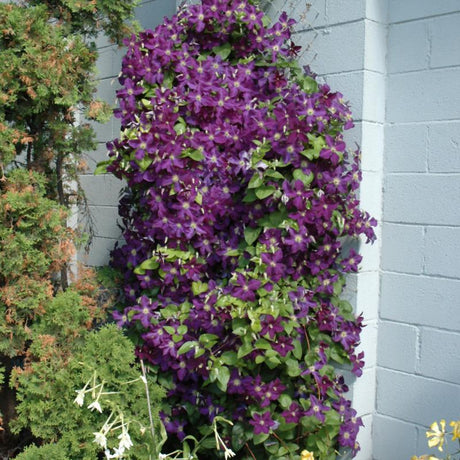 CLEMATIS JACKMANII SUPERBA