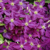 CLEMATIS JACKMANII SUPERBA