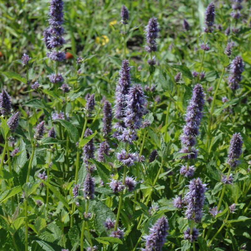 AGASTACHE FOENICULUM