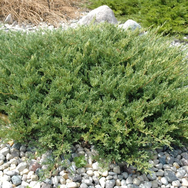 JUNIPER ANDORRA