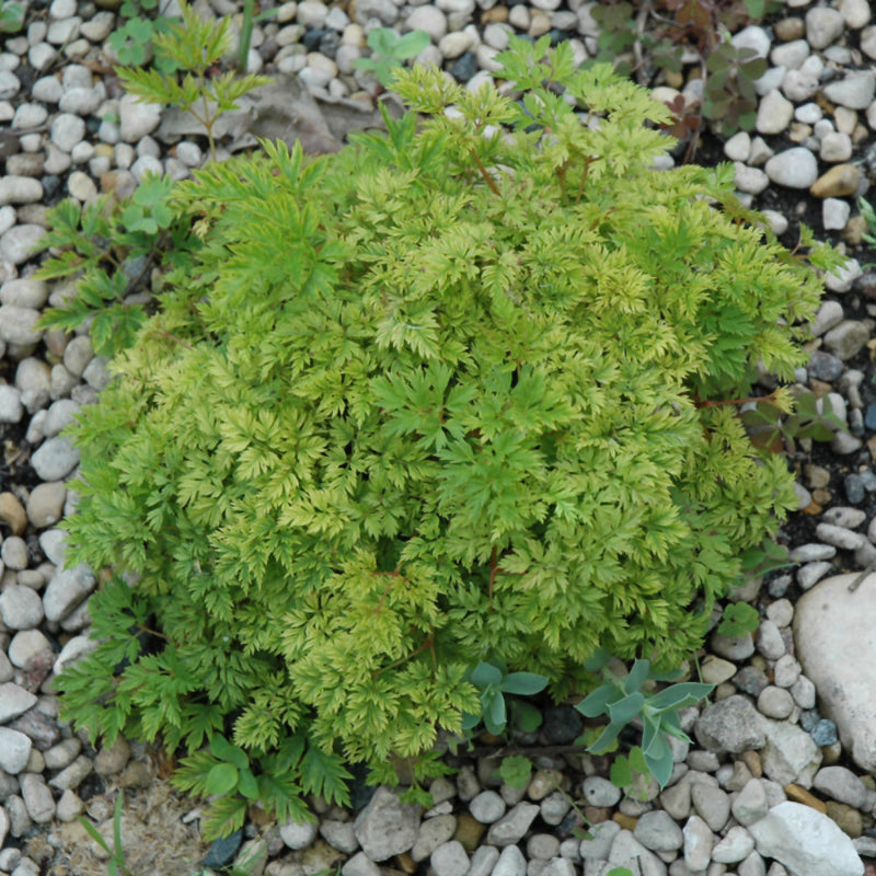 ARUNCUS AETHUSIFOLIUS