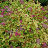 SPIREA MAGIC CARPET