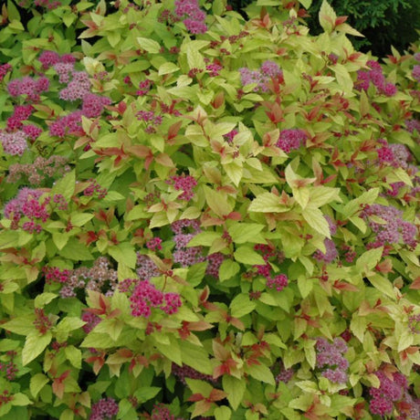 SPIREA MAGIC CARPET