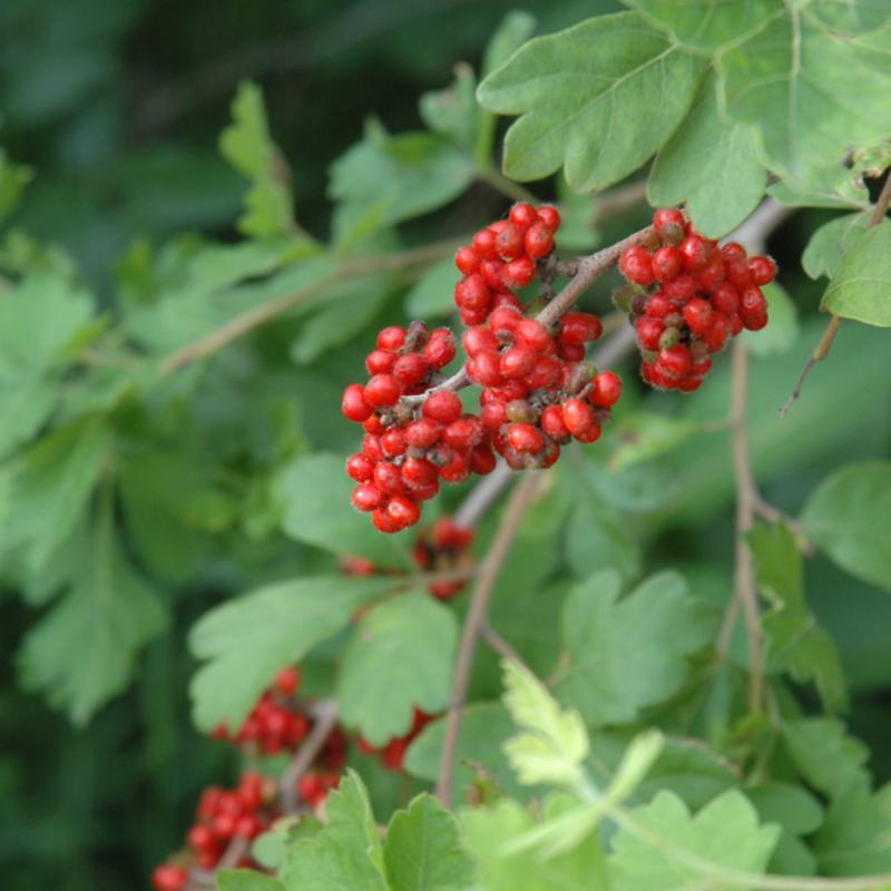 SUMAC FRAGRANT