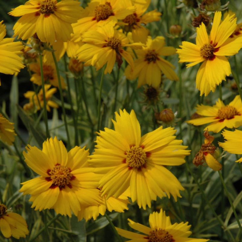 COREOPSIS TEQUILA SUNRISE