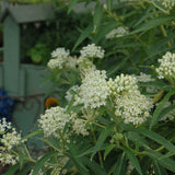 ASCLEPIAS ICE BALLET