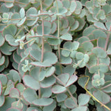 SEDUM SIEBOLDII