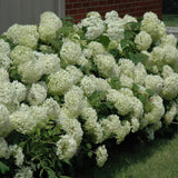 HYDRANGEA ANNABELLE