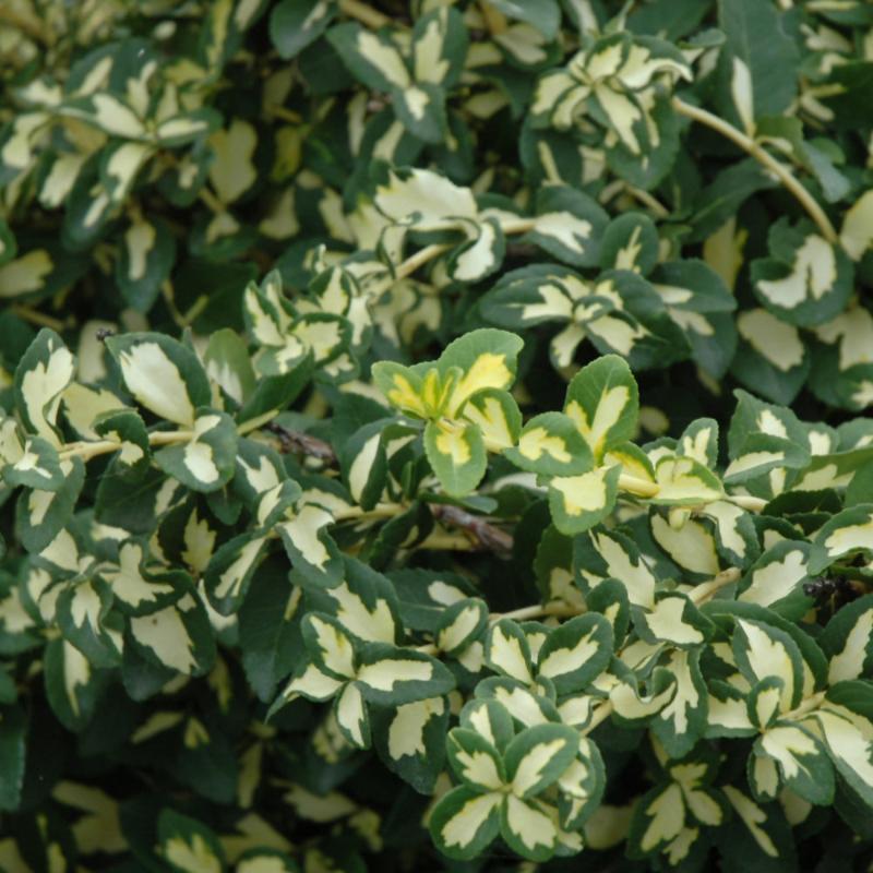 EUONYMUS MOONSHADOW