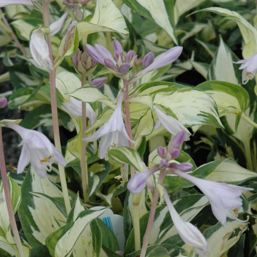 HOSTA PATHFINDER