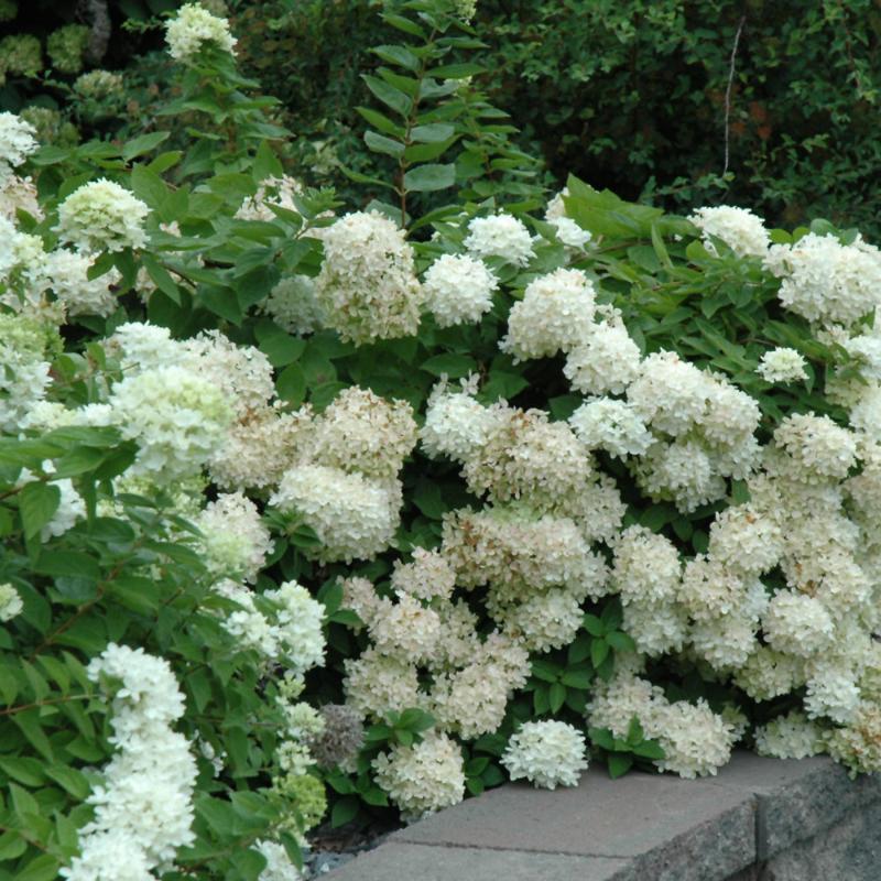 HYDRANGEA PEE GEE