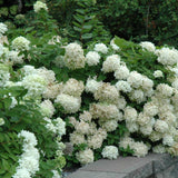 HYDRANGEA PEE GEE