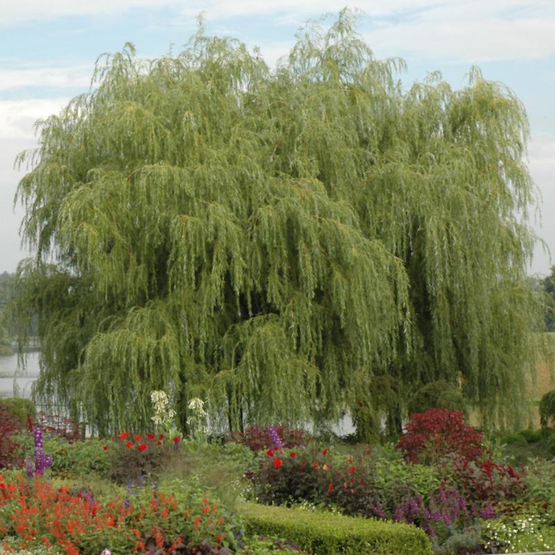 WILLOW GOLDEN WEEPING