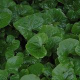 ASARUM CANADENSE