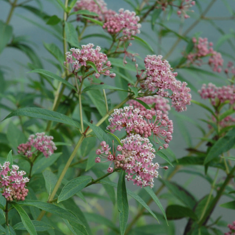 ASCLEPIAS INCARNATA