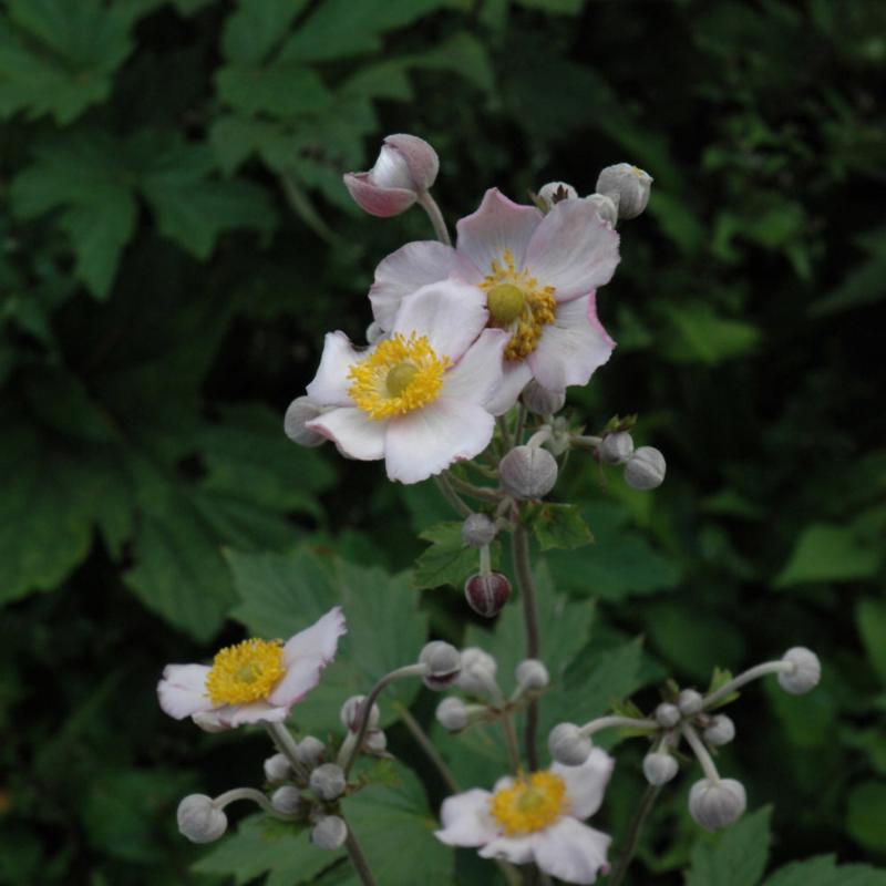 ANEMONE ROBUSTISSIMA