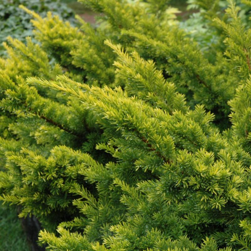 YEW GOLDEN JAPANESE