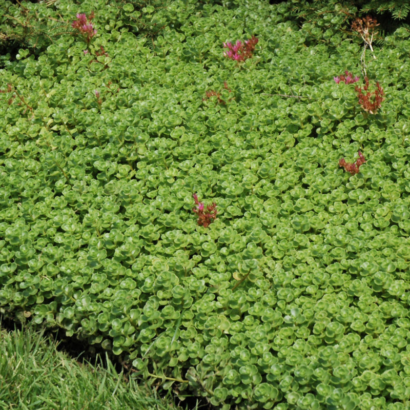 SEDUM SPURIUM JOHN CREECH