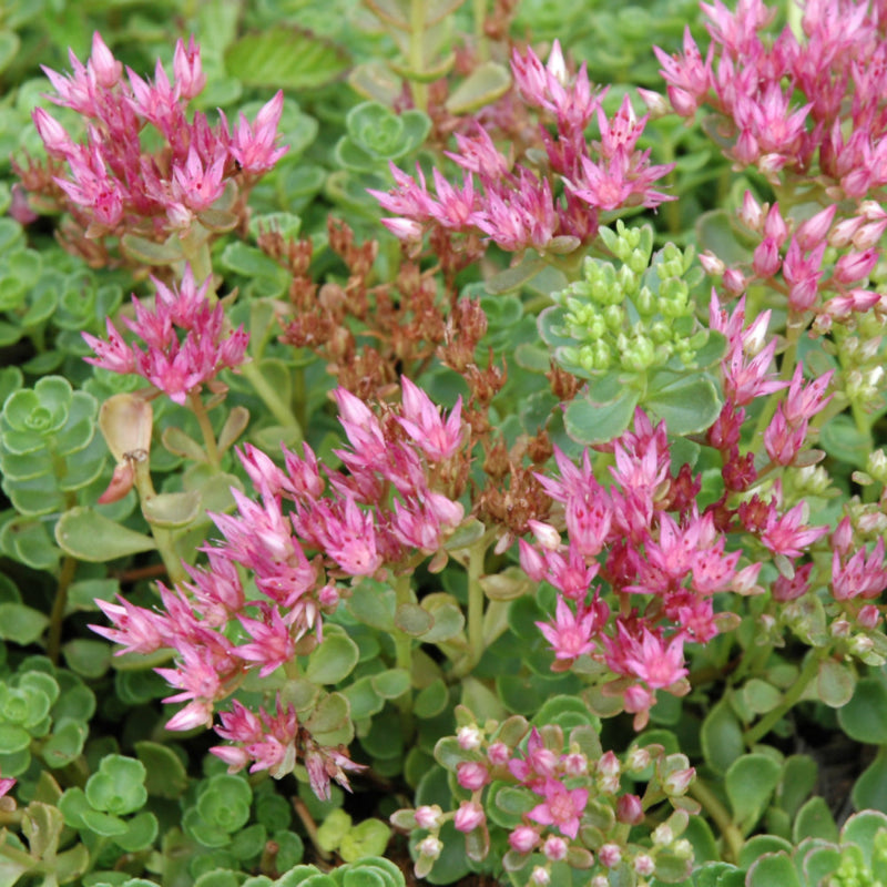 SEDUM SPURIUM JOHN CREECH