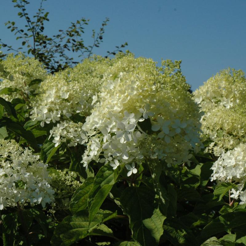 HYDRANGEA PHANTOM STANDARD