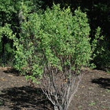 SERVICEBERRY RAINBOW PILLAR